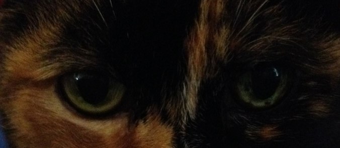 The eyes of a cat!