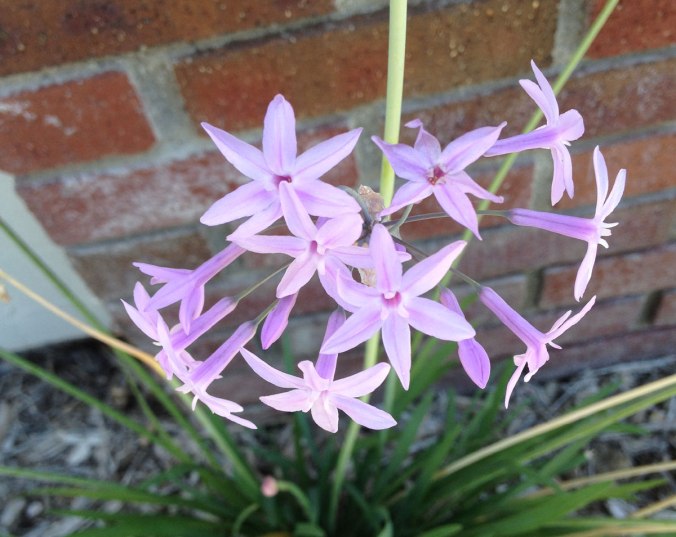 This is Tulbaghia violacea. Be glad you can't smell it!